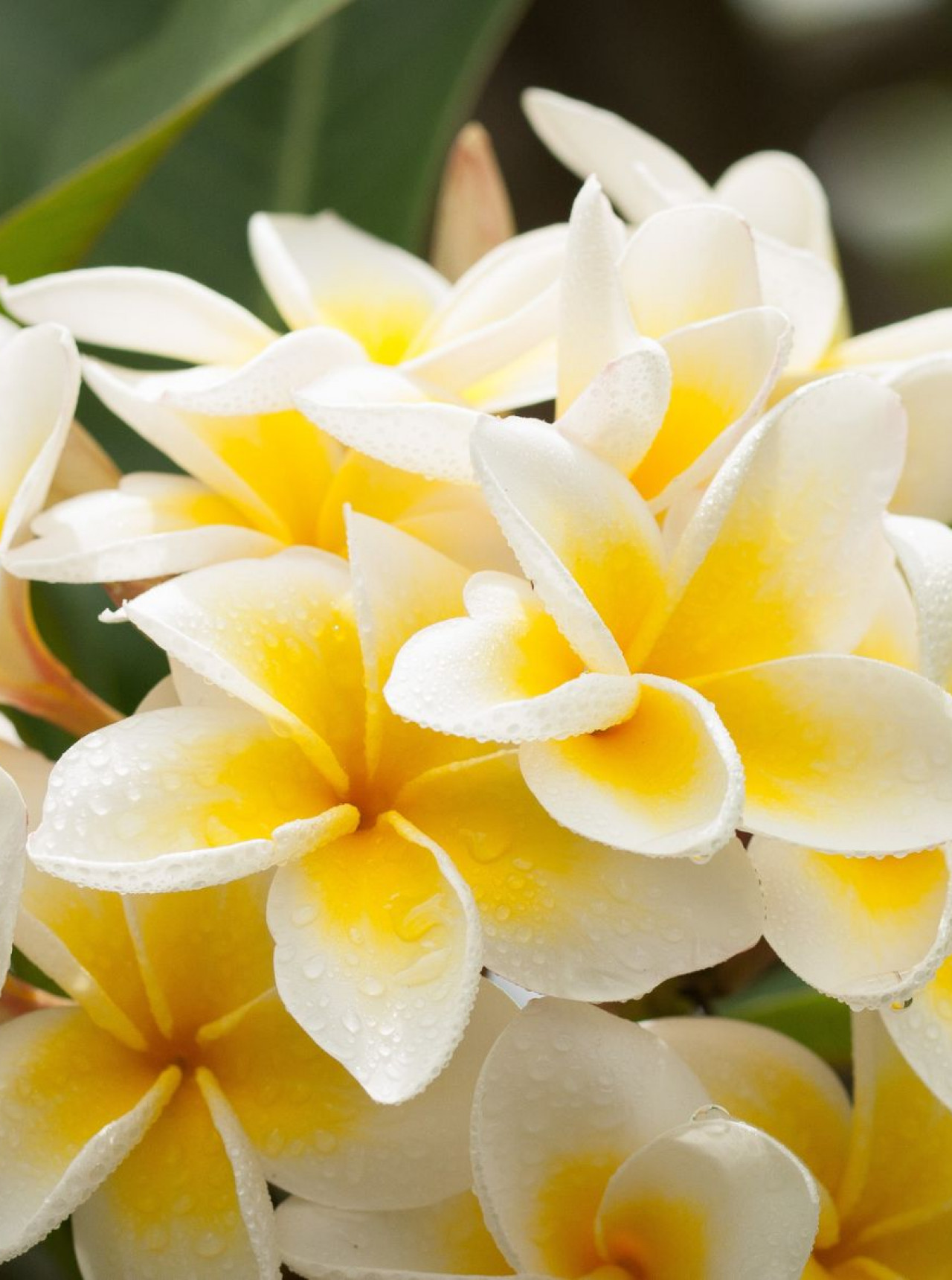 PLUMERIA OBTUSA GE image