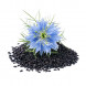 Nigella sativa thumbnail