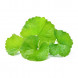 Centella asiatica thumbnail