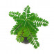 Phyllanthus niruri thumbnail
