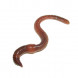 Lumbricus rubellus thumbnail