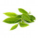 Camellia sinensis thumbnail