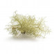 Usnea thallus thumbnail