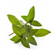 Mentha arvensis thumbnail