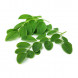 Moringa oleifera thumbnail